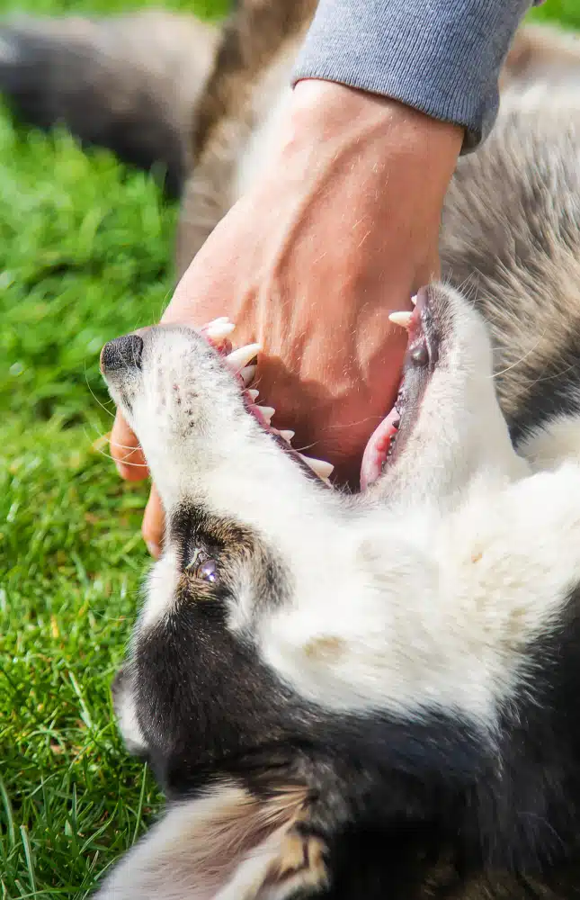 Dog-Bite-Injury-Attorney-Antlers-OK