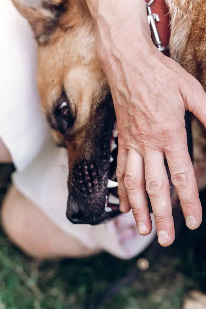 Dog-Bite-Lawyer-Antlers-OK